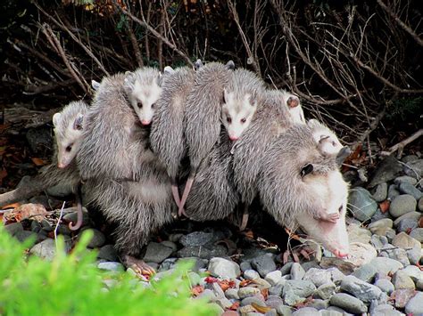 Opossum della Virginia con i cuccioli sul dorso