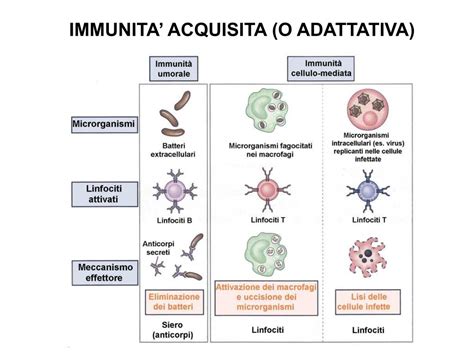 Grafico comparativo risposte anticorpali e cellulari tra vaccinazione omologa e eterologa