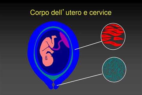 rappresentazione anatomica dell'utero in gravidanza