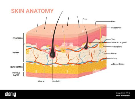 Illustrazione anatomica della pelle del neonato e dei suoi strati