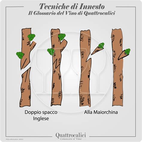 Schema di un innesto su ciliegio