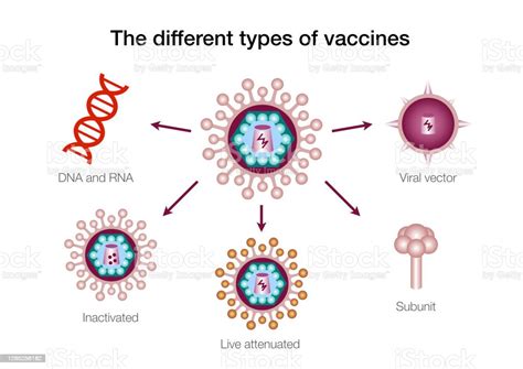 Tipi di vaccini a vettore virale