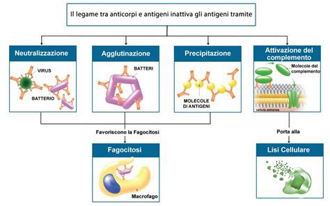 schema del passaggio di anticorpi anti-pertosse attraverso la placenta