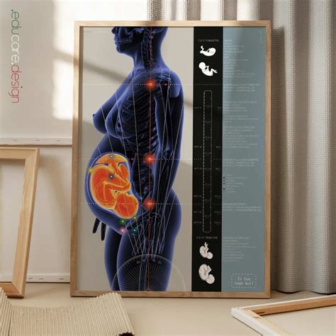 Infografica che illustra i cambiamenti posturali durante la gravidanza