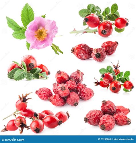 Fiori e frutti di rosa canina