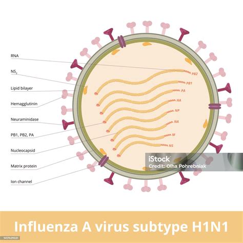 Schema del virus H1N1