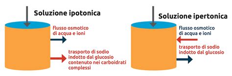 Comparazione soluzioni isotoniche e ipertoniche
