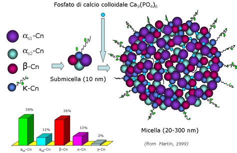 Microscopio che mostra la struttura delle micelle di caseina
