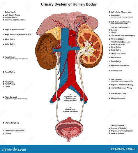 Diagramma del sistema urinario di un gatto