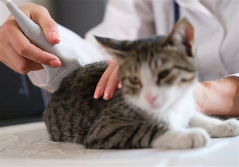 Veterinario che esegue un'ecografia addominale su un gatto