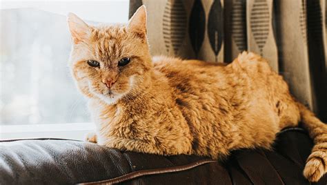 Gatto anziano che indossa un pannolino