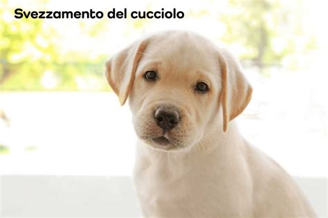 Timeline svezzamento cucciolo