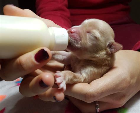 Cucciolo orfano allattamento