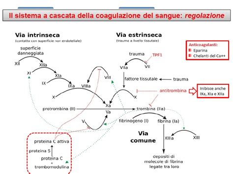 infografica che illustra il processo di coagulazione e l'effetto della trombofilia sulla placenta