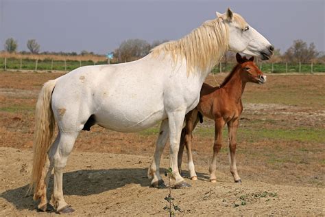Cavalla con mammelle ingrossate
