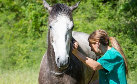 Veterinario che assiste un parto di cavalla