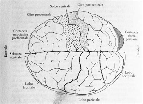 rappresentazione schematica della connettomica cerebrale