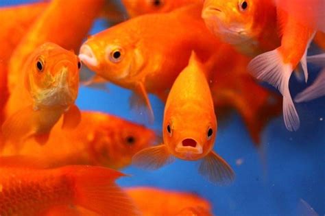 pesci rossi acquario