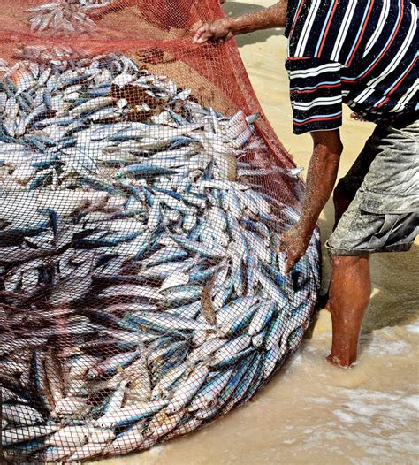 pescatore con rete piena di pesci