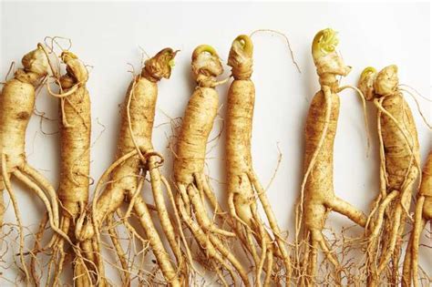 radice di ginseng