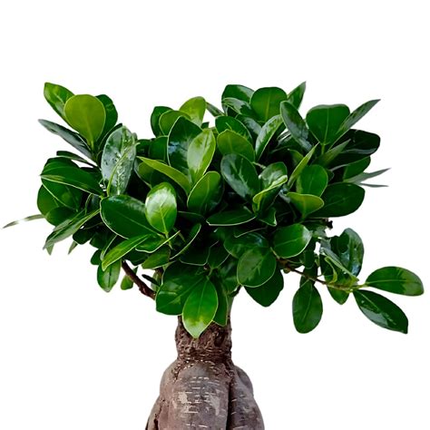 foglie di ginseng