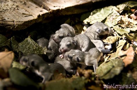 Mamma ghiro con cuccioli nel nido