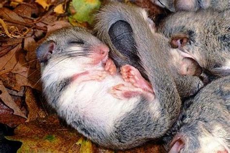 Illustrazione di mamma ghiro che culla il cucciolo