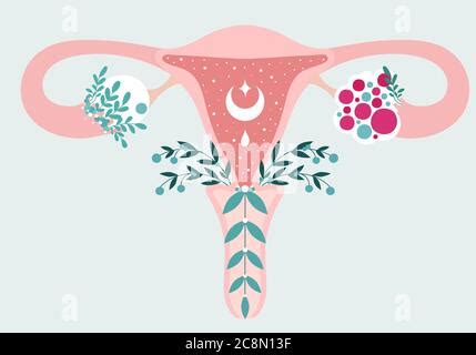 Diagramma anatomico dell'utero e delle membrane fetali