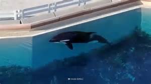 l'orca Tilikum in una vasca di cemento