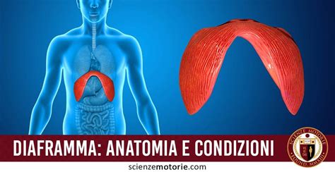 Diagramma del diaframma e dell'esofago