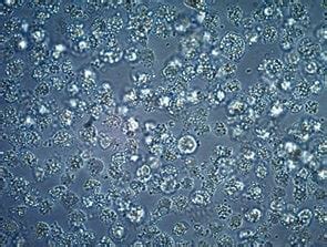Microscopio con colture cellulari