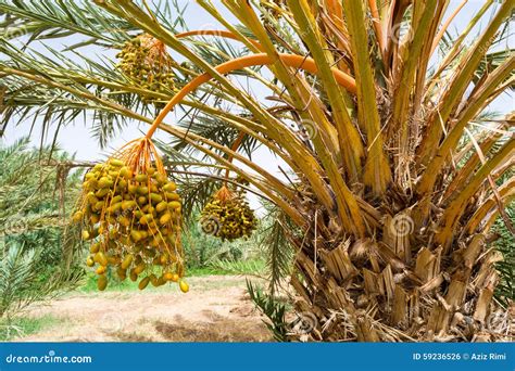 Palma da datteri in un'oasi