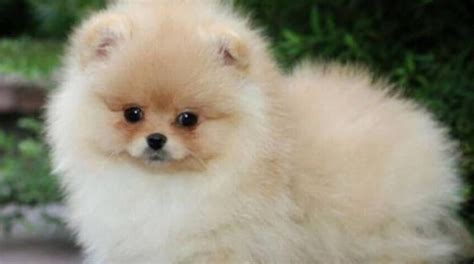 Cucciolo di Spitz pulito con salviette
