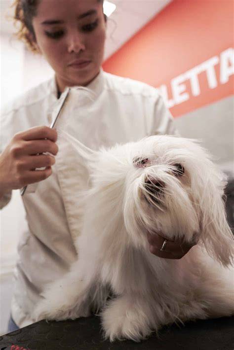 Toelettatura professionale Spitz da esposizione