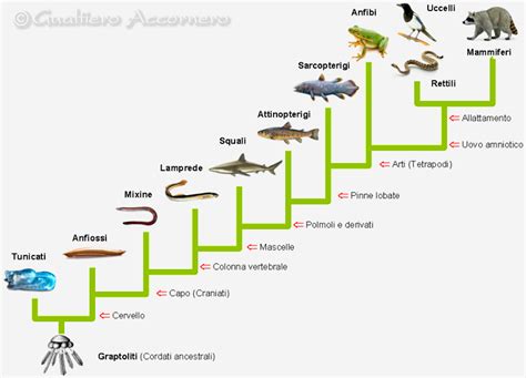 albero filogenetico che mostra la ramificazione evolutiva dei vertebrati