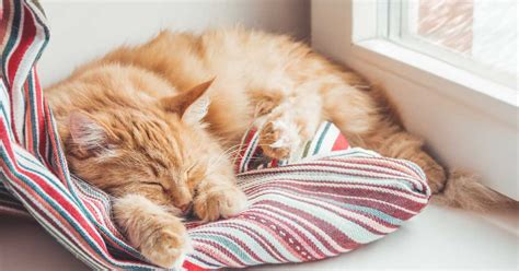 gatto che dorme beatamente mentre ascolta una melodia rilassante
