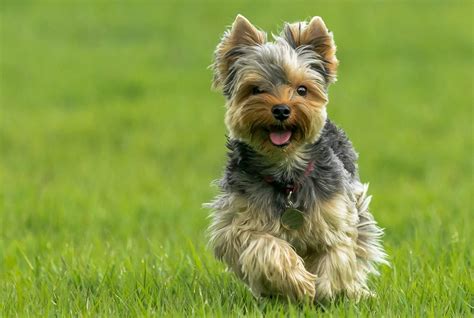 Uno Yorkshire Terrier che corre in giardino indossando una tuta leggera