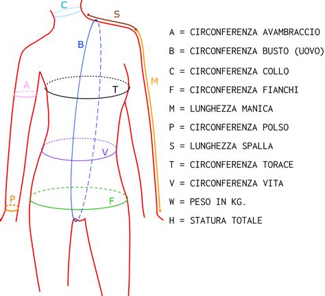 Infografica con le zone di misurazione del corpo (torace, vita, fianchi, altezza)