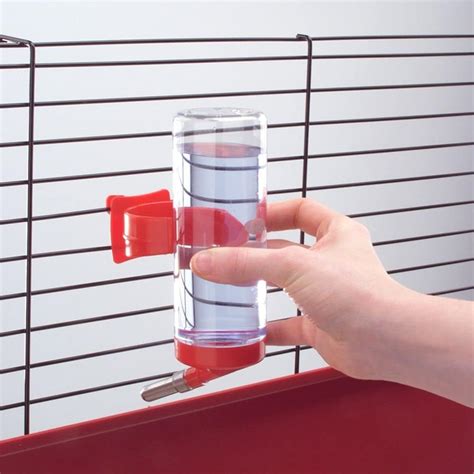 Cavia che beve da beverino con beccuccio