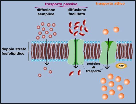 Schema che illustra i meccanismi di diffusione della peritonite