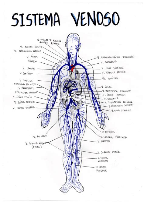 diagramma classificativo delle anomalie del sistema venoso ombelico-portale