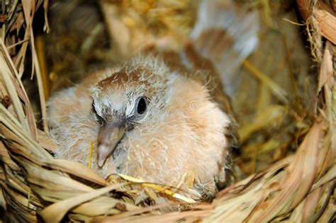 Pulcino di tortora che becca da una ciotola