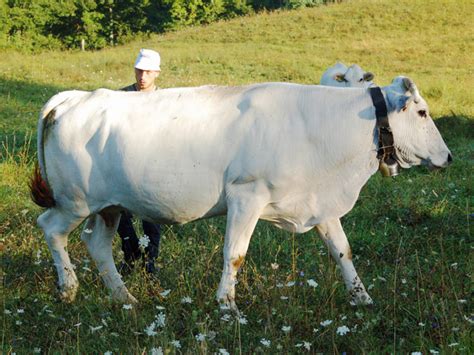 Vacca Chianina al pascolo