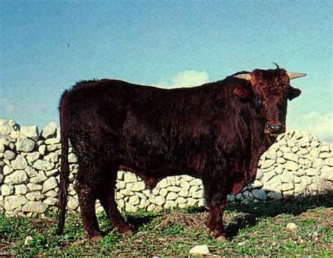 Vacca Modicana