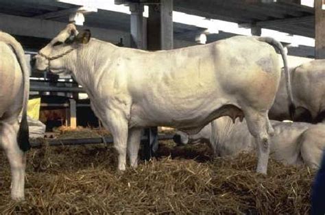 Vacca Piemontese