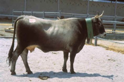 Vacca Podolica