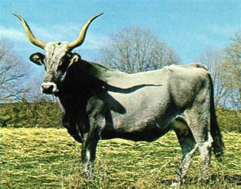 Vacca Maremmana