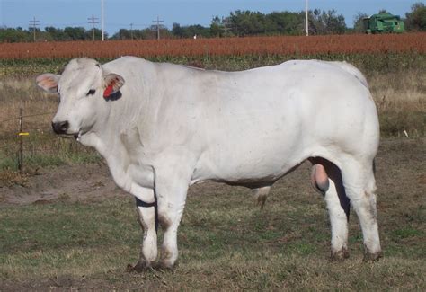 Vacca Marchigiana