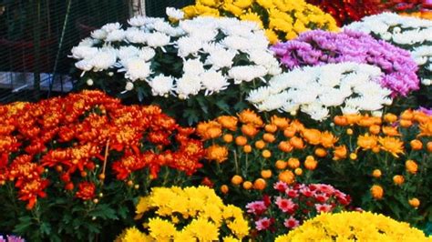 Mercato dei fiori di Sanremo