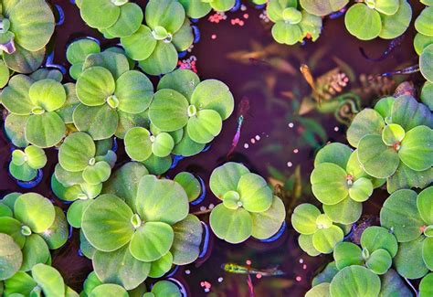 Acquario con piante fitte e galleggianti per nascondigli